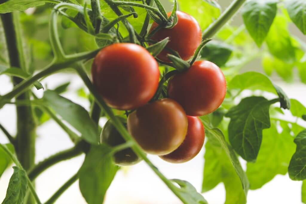 Photos de tomates