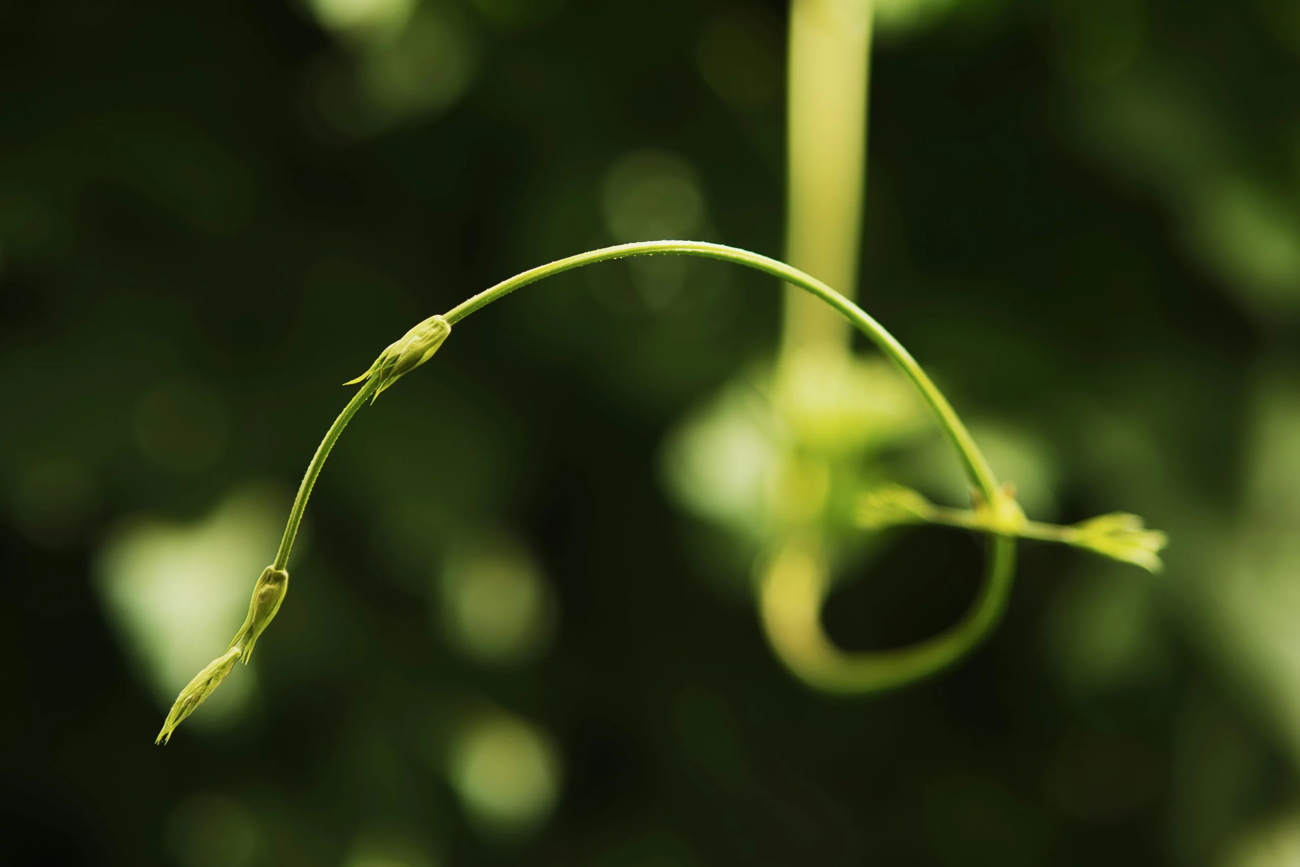 verdure qui pousse scaled