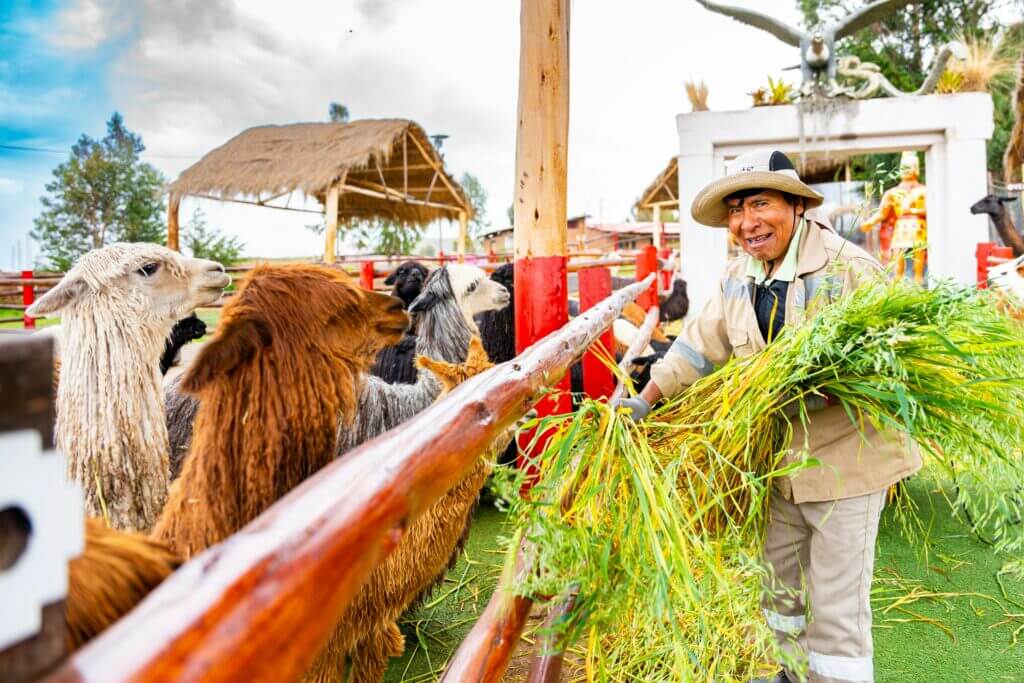 Voyage au Pérou 2028, un péruvien qui nourrit ses alpagas, participation à la vie locale