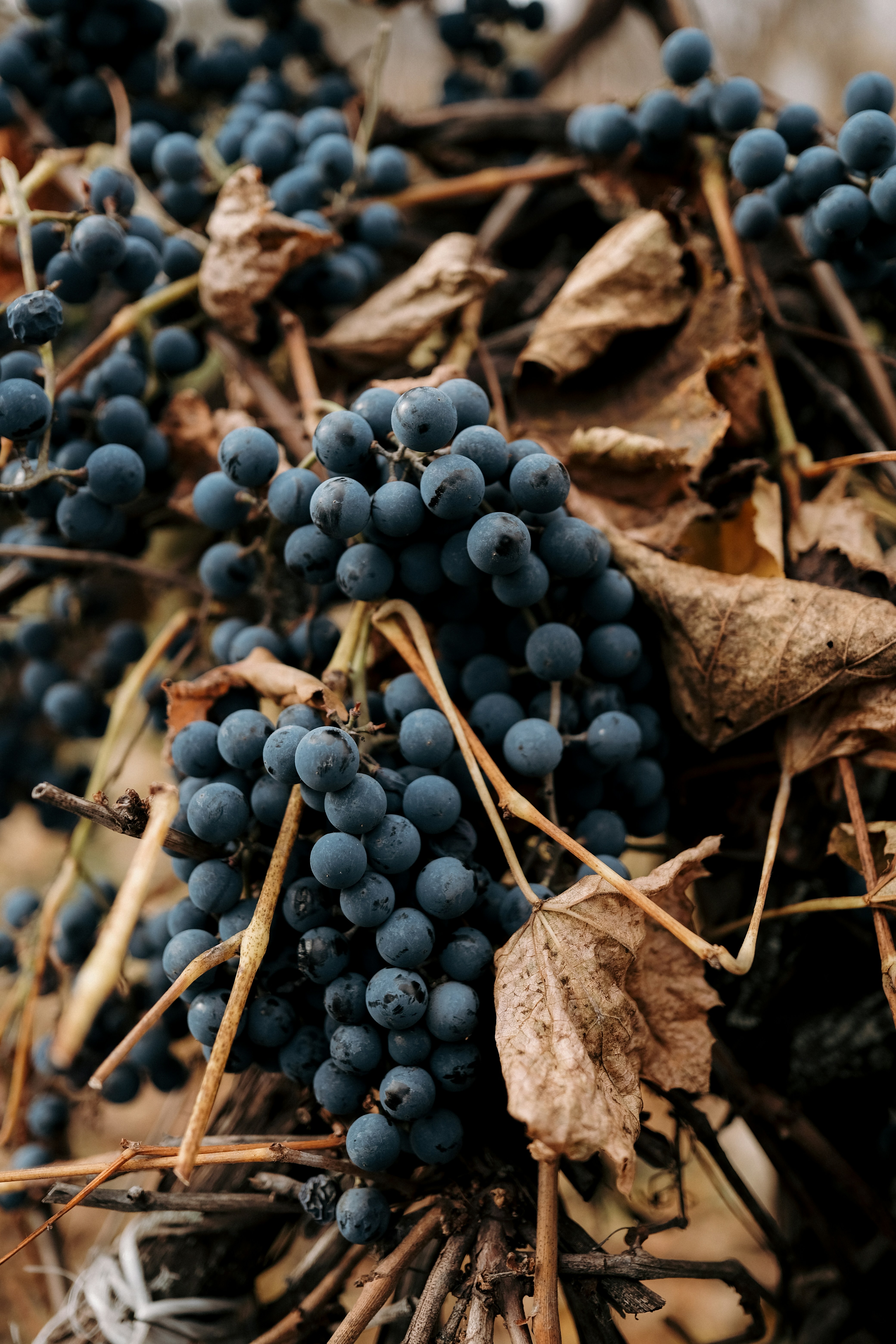 Cure de raisins de 3 jours, un accompagnement gratuit - Phénix du Monde Montpellier et Occitanie