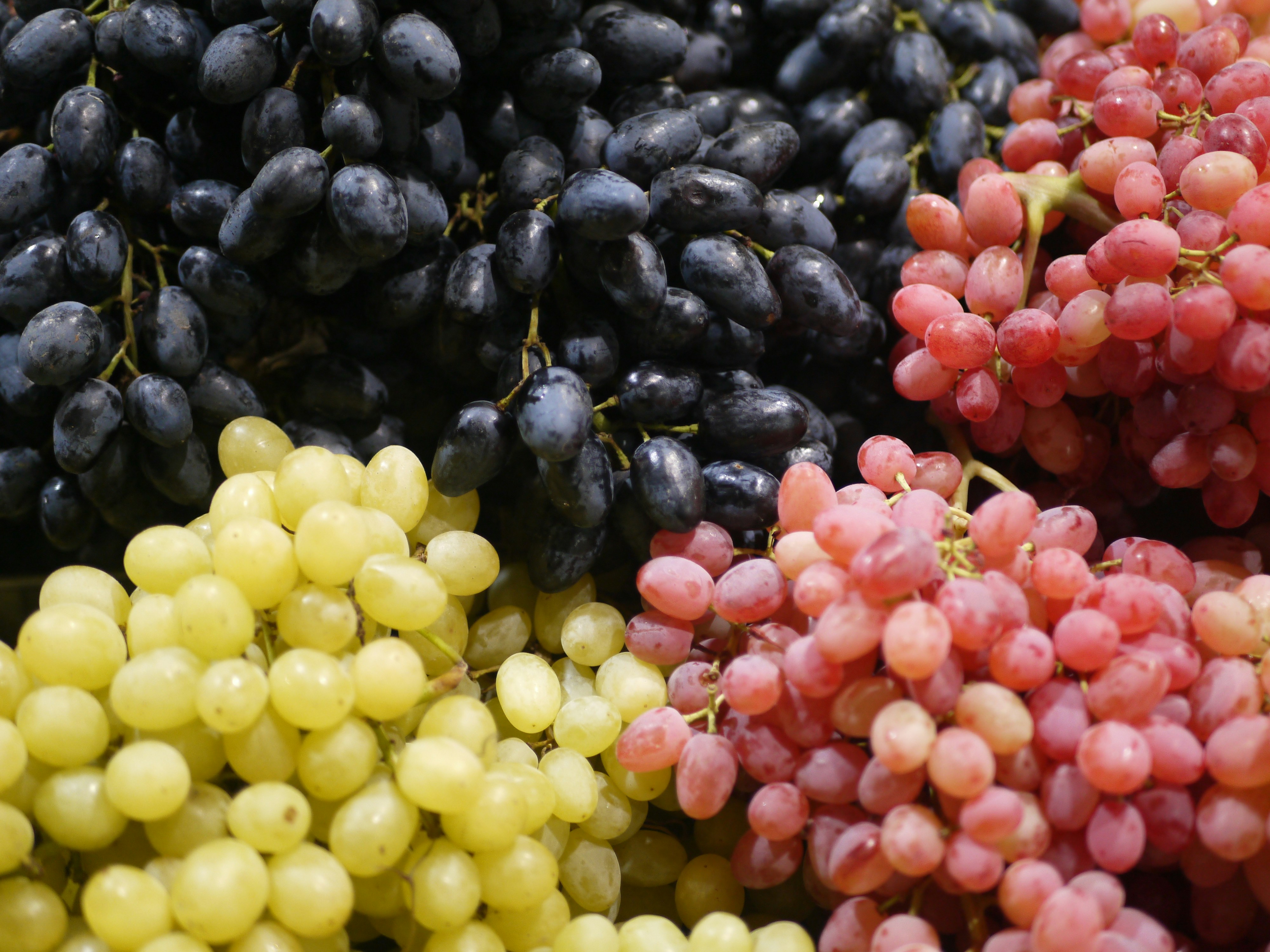 Cure de raisins de 3 jours, un accompagnement avec Lozen - Phénix du Monde près de Montpellier et en Occitanie