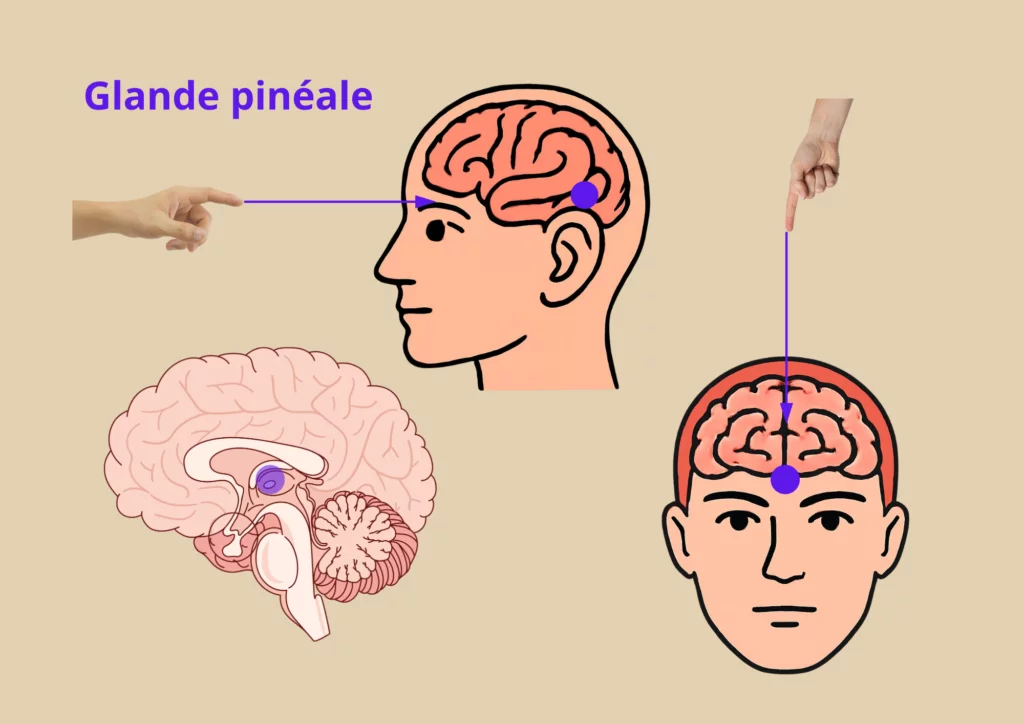 Trouves la glande pinéale et comprend le lien spirituelle