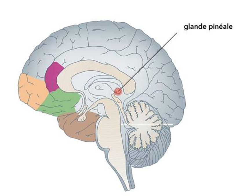 La galnde pinéale au centre du cerveau